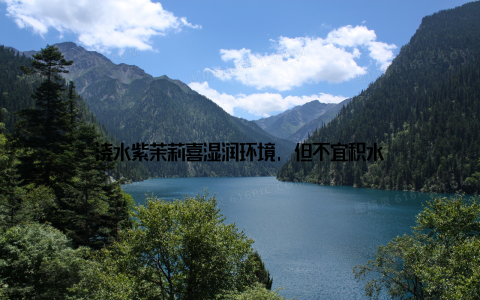 浇水紫茉莉喜湿润环境, 但不宜积水