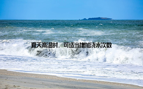 夏天高温时, 可适当增加浇水次数