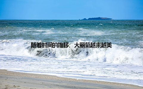 随着时间的推移, 大丽菊越来越美