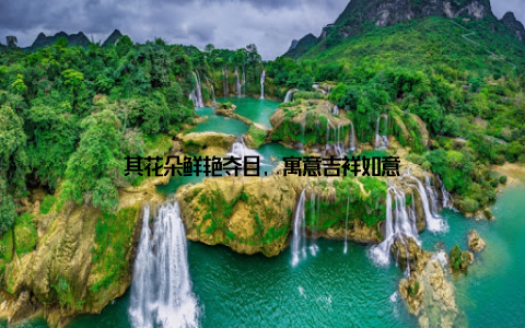 其花朵鲜艳夺目, 寓意吉祥如意