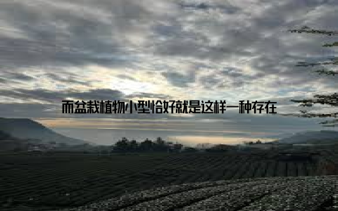 而盆栽植物小型恰好就是这样一种存在