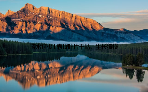 浇水过少1表现叶片干枯、生长缓慢