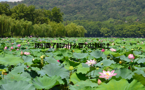 我们要了解为什么要为盆栽松土