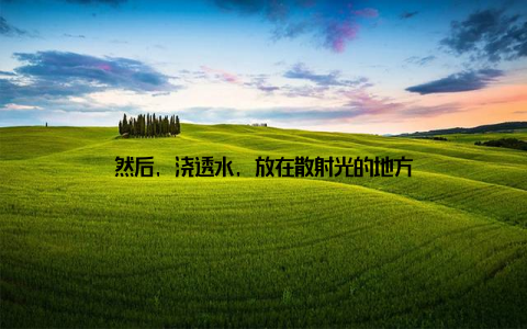 然后, 浇透水, 放在散射光的地方