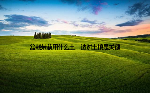 盆栽茉莉用什么土, 选对土壤是关键