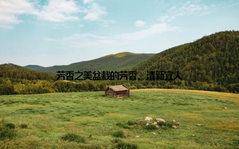 芳香之美盆栽的芳香, 清新宜人