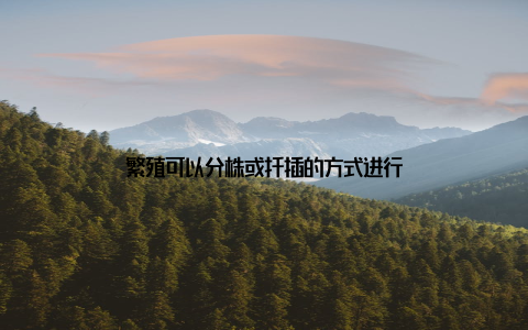 繁殖可以分株或扦插的方式进行