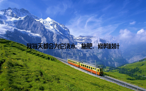 我每天都会为它浇水、施肥、修剪枝叶