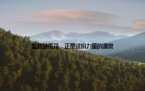 盆栽地瓜花, 正是这份力量的源泉