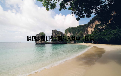 种植步骤1将土壤放入盆中, 压实