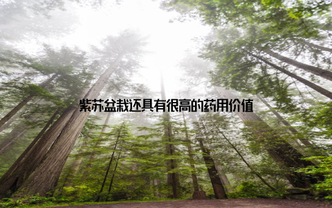 紫苏盆栽还具有很高的药用价值