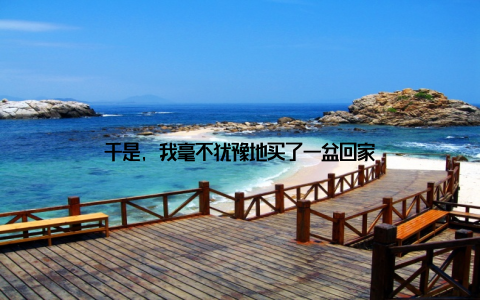 于是, 我毫不犹豫地买了一盆回家