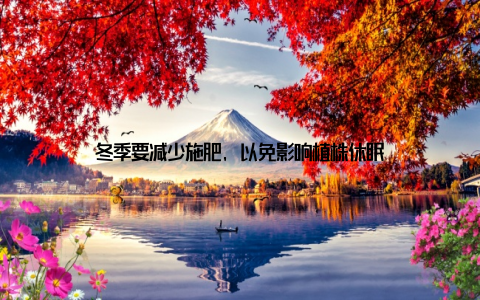 冬季要减少施肥, 以免影响植株休眠