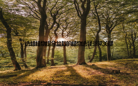 选植植物组合盆栽的植物选择非常关键