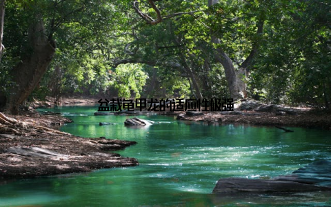 盆栽龟甲龙的适应性极强