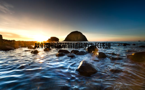 我们要确保草莓植株的生长环境