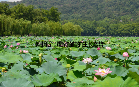 剪断后, 观察植株的生长态势