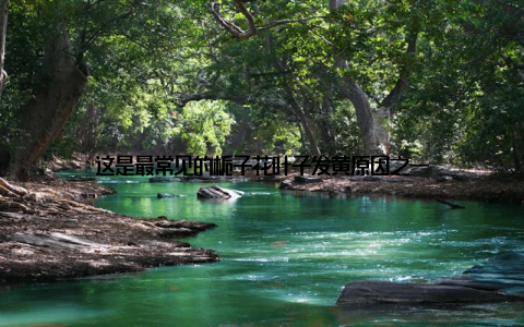 这是最常见的栀子花叶子发黄原因之一