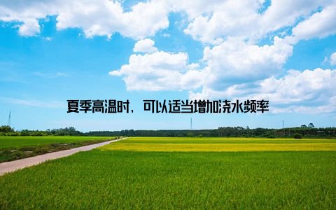 夏季高温时, 可以适当增加浇水频率