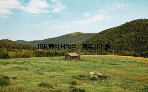 说起养牡丹吊兰, 其实并不难